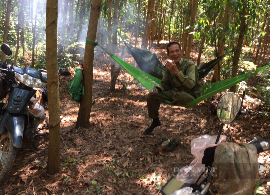 Không gian giữa cánh rừng keo bạt ngàn của ông Thụy. Ảnh: TB. Không gian giữa cánh rừng keo bạt ngàn của ông Thụy. Ảnh: TB.