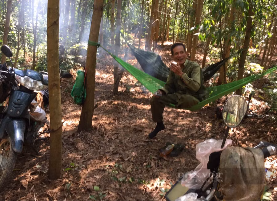 Không gian giữa cánh rừng keo bạt ngàn của ông Thụy. Ảnh: TB.