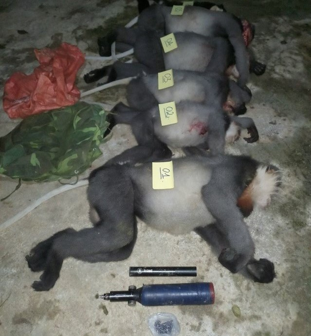  5 con voọc chà vá châm xám thuộc nhóm cực kỳ nguy cấp bị bắn chết. Ảnh: Kiểm lâm Ba Tơ