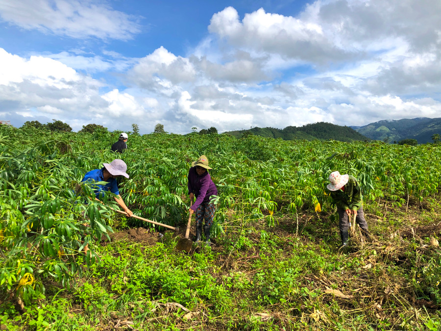 Mô hình trồng mì gây quỹ của Chi hội Phụ nữ làng Nhang Lớn (xã Đak Kơ Ning, huyện Kông Chro) đã giúp nhiều hội viên có vốn phát triển sản xuất, nâng cao thu nhập. Ảnh: Ngọc Minh 