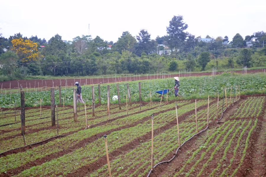 Các hội viên Nông hội rau hoa Trà Đa (TP. Pleiku) chăm sóc rau. Ảnh: Hoàng Cư