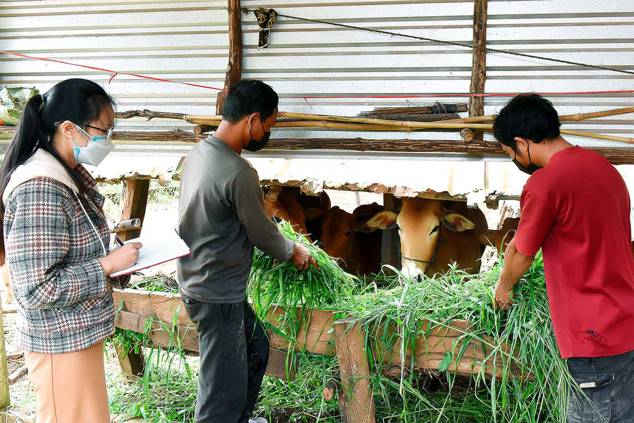 7.Chị Văn Thị Hồng Linh-Chủ tịch Hội Nông dân thị trấn Kon Dơng- cho hay: Từ năm 2020 đến nay, Hội Nông dân thị trấn đã phối hợp với Mặt trận và các hội đoàn thể, các tổ chức thiện nguyện trao tặng 35 con dê cho các hộ gia đình khó khăn vươn lên thoát nghèo. Hiện tổng đàn dê của thị trấn là 1.422 con, tăng gần 500 con dê so với năm 2020. Đã góp phần giải quyết việc làm cho đồng bào dân tộc thiểu số, nâng cao thu nhập ổn định sản xuất, phát triển kinh tế tại địa phương. 