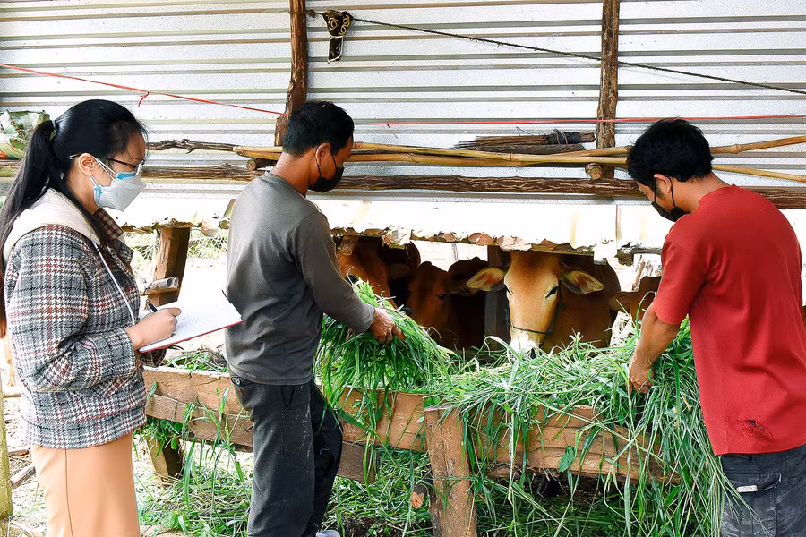 7.Chị Văn Thị Hồng Linh-Chủ tịch Hội Nông dân thị trấn Kon Dơng- cho hay: Từ năm 2020 đến nay, Hội Nông dân thị trấn đã phối hợp với Mặt trận và các hội đoàn thể, các tổ chức thiện nguyện trao tặng 35 con dê cho các hộ gia đình khó khăn vươn lên thoát nghèo. Hiện tổng đàn dê của thị trấn là 1.422 con, tăng gần 500 con dê so với năm 2020. Đã góp phần giải quyết việc làm cho đồng bào dân tộc thiểu số, nâng cao thu nhập ổn định sản xuất, phát triển kinh tế tại địa phương. 