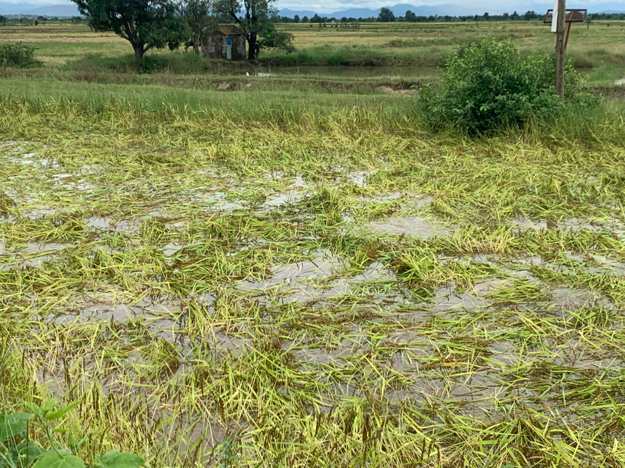 Diện tích lúa tại xã Chư A Thai (huyện Phú Thiện) bị ngã đổ, ngập úng do mưa lũ. Ảnh: Vũ Chi