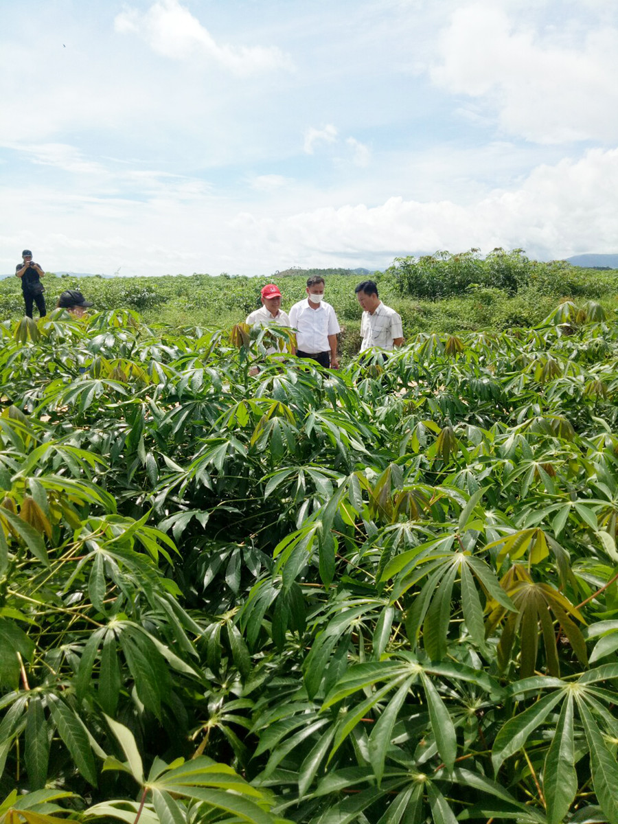Cây mì giống KM94 phát triển tốt, kháng bệnh khảm lá vi rút rất hiệu quả. Ảnh: Lê Nam Cây mì giống KM94 phát triển rất tốt, không bị bệnh khảm lá vi rút. Ảnh: Lê Nam