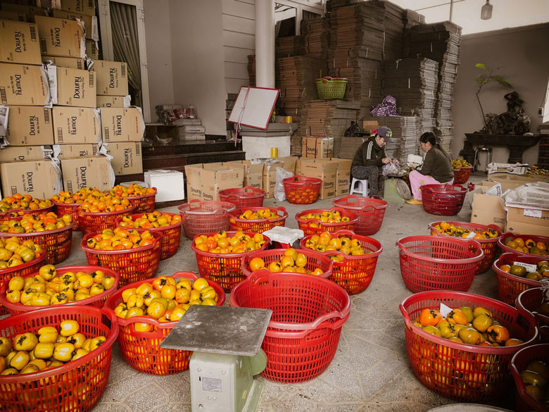 Thương lái tiến hành phân loại trái hồng trước khi đóng hàng cung ứng cho các tỉnh, thành trong cả nước
