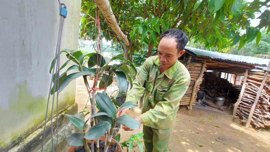 Bí thư Chi bộ làng Lợk chăm sóc vườn hoa Lan của gia đình. Ảnh: Thiên Di