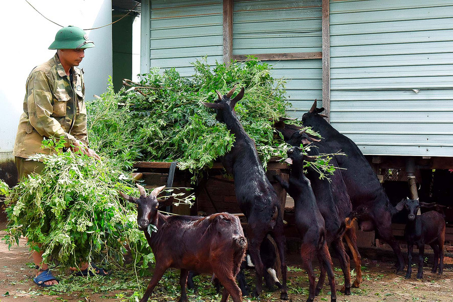 4.Với phương pháp chăn nuôi khoa học, anh Nhim (làng Đăk Trôk, xã Đăk Yă) đã biết trồng cỏ, làm chuồng trại để chăn nuôi bò 6 con, 20 con dê. Ngoài ra gia đình anh còn làm 2 ha cà phê và 3 sào lúa. Nhờ kiểm soát được dịch bệnh trên gia súc, đàn bò phát triển khỏe mạnh, mang lại thu nhập ổn định mỗi năm trên 200 triệu đồng. 