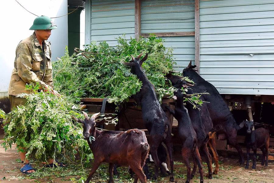 4.Với phương pháp chăn nuôi khoa học, anh Nhim (làng Đăk Trôk, xã Đăk Yă) đã biết trồng cỏ, làm chuồng trại để chăn nuôi bò 6 con, 20 con dê. Ngoài ra gia đình anh còn làm 2 ha cà phê và 3 sào lúa. Nhờ kiểm soát được dịch bệnh trên gia súc, đàn bò phát triển khỏe mạnh, mang lại thu nhập ổn định mỗi năm trên 200 triệu đồng. 