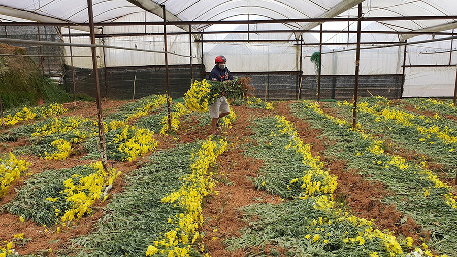 Có khoảng 30 hộ nông dân ở P11, TP.Đà Lạt mua thuốc diệt côn trùng nói trên để xịt cho hoa cúc bị thiệt hại. Ảnh: Gia Bình