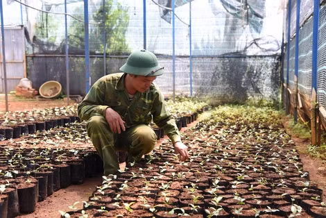 Nhân giống trà hoa vàng tại khu bảo tồn của chị Lê An Na.