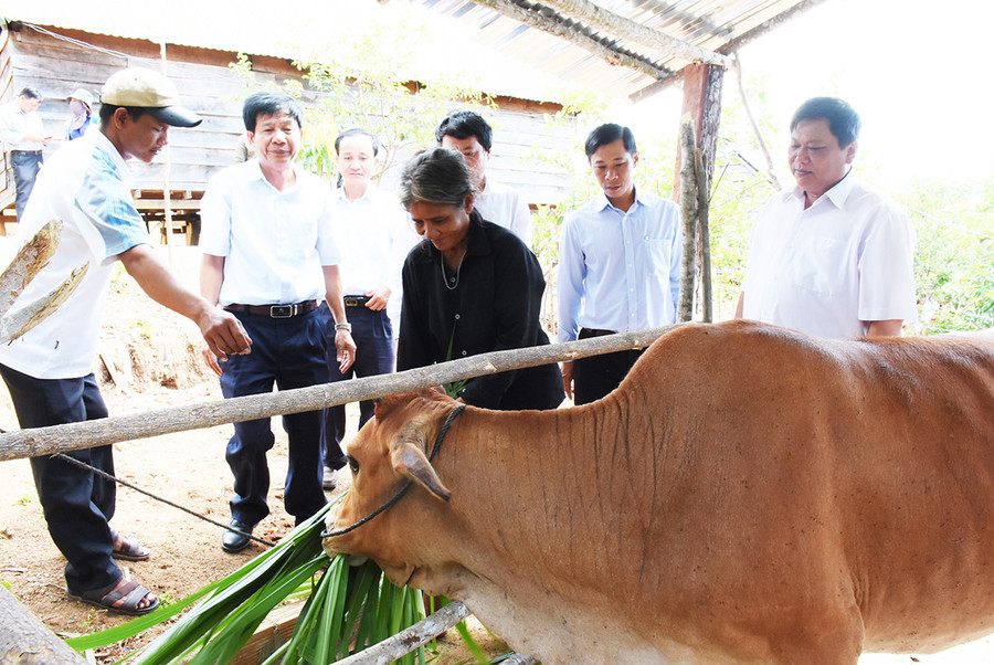 Hội Nông dân tỉnh bàn giao bò giống sinh sản cho gia đình bà Đinh Thị Sắp-làng Pngăl, xã Krong, huyện Kbang. Ảnh: Minh Nguyễn