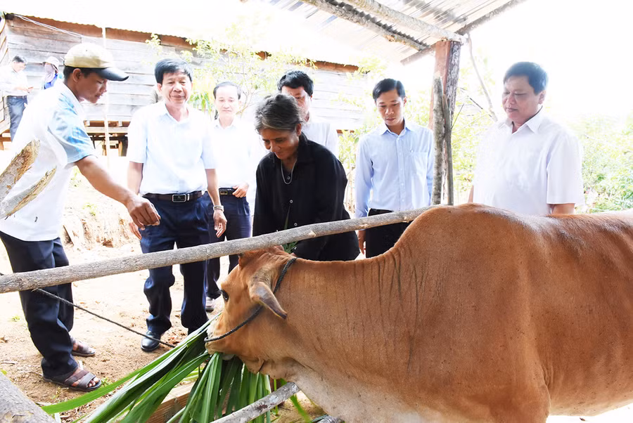 Hội Nông dân tỉnh bàn giao bò giống sinh sản cho gia đình bà Đinh Thị Sắp-làng Pngăl, xã Krong, huyện Kbang. Ảnh: Minh Nguyễn