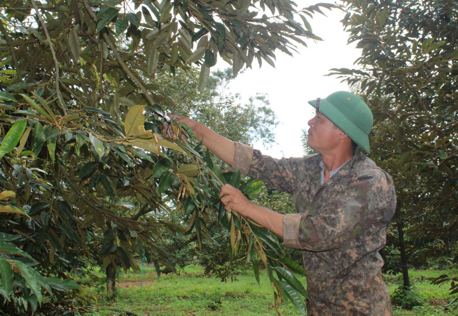 Anh Lê Văn Tâm (buôn Ea Kiêng, xã Ea Tar) chăm sóc vườn sầu riêng của gia đình Anh Lê Văn Tâm (buôn Ea Kiêng, xã Ea Tar) chăm sóc vườn sầu riêng của gia đình
