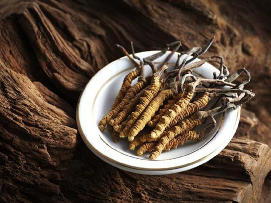 Chất cordycepin có trong nấm Cordyceps sinensis, hay còn gọi là đông trùng hạ thảo, có thể giúp tiêu diệt tế bào ung thư. Ảnh: Shutterstock