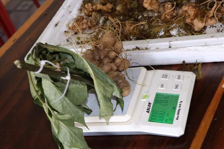 Sâm giả nhìn không khác gì loại sâm Ngọc Linh thật được tôn vinh là Quốc bảo. Ảnh: T.T