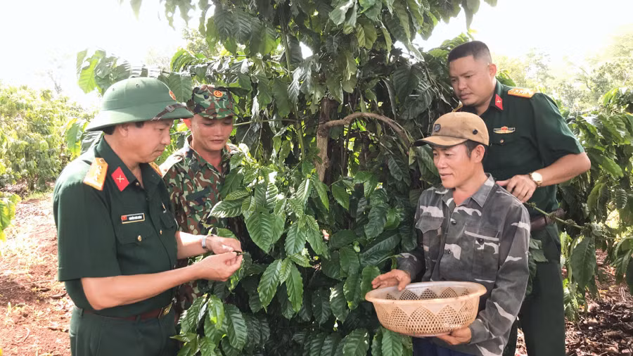 Cán bộ Công ty 715 hướng dẫn người lao động ghép chồi non cho cây cà phê (ảnh chụp trước tháng 4-2021). Ảnh: Lê Quang