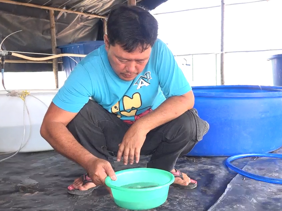 Đặc sản cá chốt trâu được anh Tâm nhân giống thành công. Ảnh: Duy Tân Đặc sản cá chốt trâu được anh Tâm nhân giống thành công. Ảnh: Duy Tân