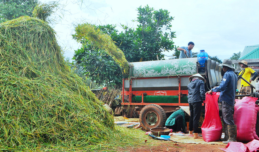 Sau khi tuốt lúa, phần rơm được cất dành làm thức ăn cho gia súc. Ảnh: Mai Ka  Sau khi tuốt lúa, phần rơm được cất dành làm thức ăn cho gia súc. Ảnh: Mai Ka