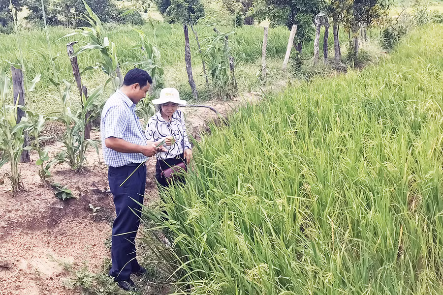 Người dân làng Pông (xã Chư A Thai, huyện Phú Thiện) được hỗ trợ giống lúa cạn, điều và mì cao sản để sản xuất. Ảnh: Minh Triều