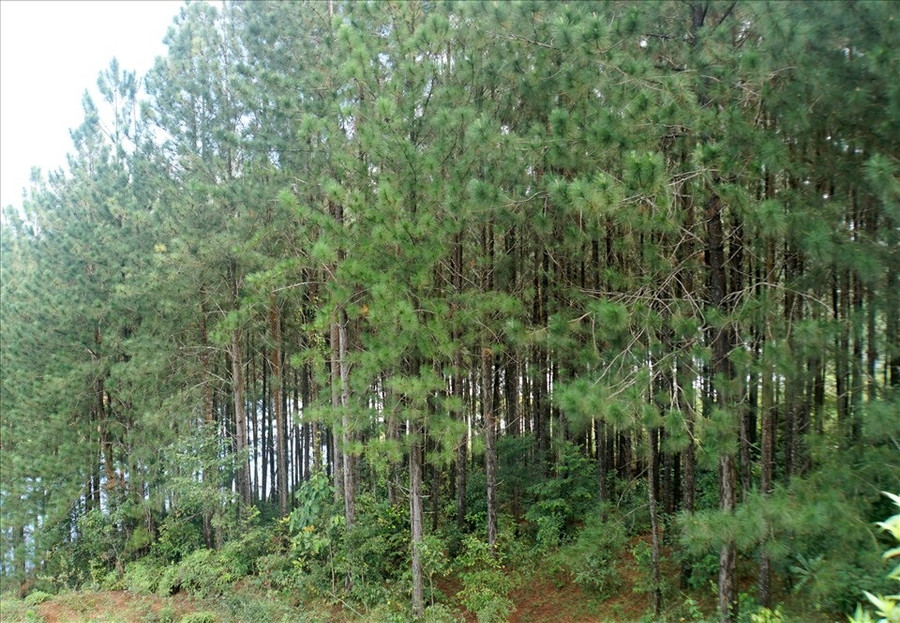 Rừng thông của ông Nam rộng hơn 2ha. Ảnh: Phan Tuấn