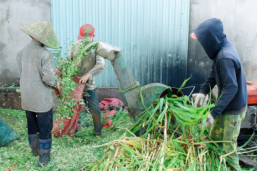 6. Người chăn nuôi cần chủ động nguồn thức ăn cho vật nuôi trong mọi thời điểm.