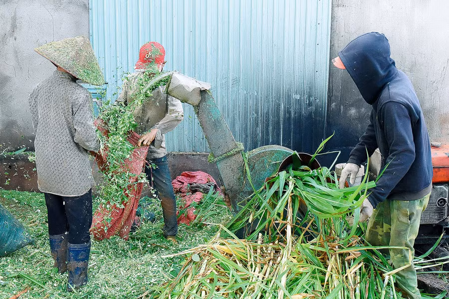 6. Người chăn nuôi cần chủ động nguồn thức ăn cho vật nuôi trong mọi thời điểm.