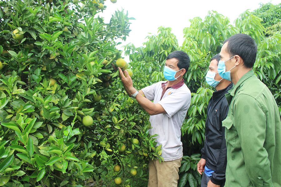 Ông Nguyễn Duy Đô (bìa trái) chia sẻ kinh nghiệm trồng cây ăn quả với người dân xã Kon Gang, huyện Đak Đoa. Ảnh: Phan Lài Ông Nguyễn Duy Đô (bìa trái) chia sẻ kinh nghiệm trồng cây ăn quả với người dân xã Kon Gang, huyện Đak Đoa. Ảnh: Phan Lài