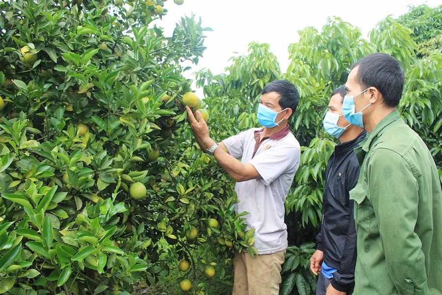 Ông Nguyễn Duy Đô (bìa trái) chia sẻ kinh nghiệm trồng cây ăn quả với người dân xã Kon Gang, huyện Đak Đoa. Ảnh: Phan Lài Ông Nguyễn Duy Đô (bìa trái) chia sẻ kinh nghiệm trồng cây ăn quả với người dân xã Kon Gang, huyện Đak Đoa. Ảnh: Phan Lài