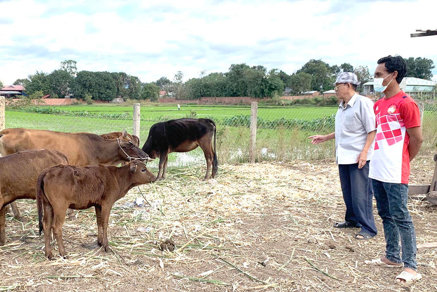  Nhờ mô hình “Ngân hàng bò”, nhiều hội viên cựu chiến binh thị xã Ayun Pa vươn lên thoát nghèo. Ảnh: Vũ Chi