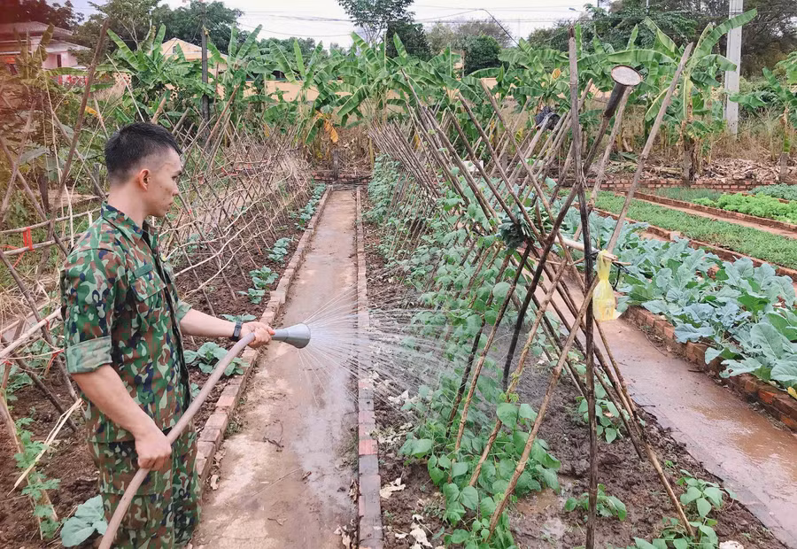 Cán bộ, chiến sĩ Đồn Biên phòng Ia Lốp (huyện Chư Prông) trồng rau trên chốt kiểm soát phòng-chống dịch. Ảnh: Lê Quang
