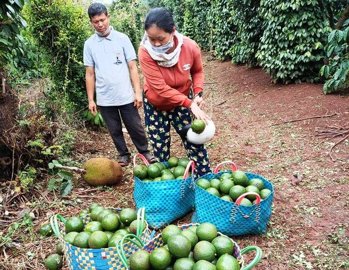 Nông dân xã Ea Kao (TP. Buôn Ma Thuột, tỉnh Đắk Lắk) thu hoạch bơ booth mùa vụ 2021.