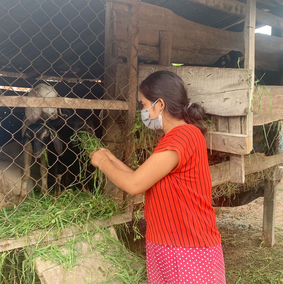 Nhiều hộ gia đình tại xã Chư Mố đã chuyển đổi sang chăn nuôi dê đem lại hiệu quả kinh tế cao, vươn lên thoát nghèo bền vững. Ảnh: Vũ Chi