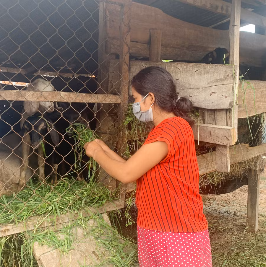 Nhiều hộ gia đình tại xã Chư Mố đã chuyển đổi sang chăn nuôi dê đem lại hiệu quả kinh tế cao, vươn lên thoát nghèo bền vững. Ảnh: Vũ Chi