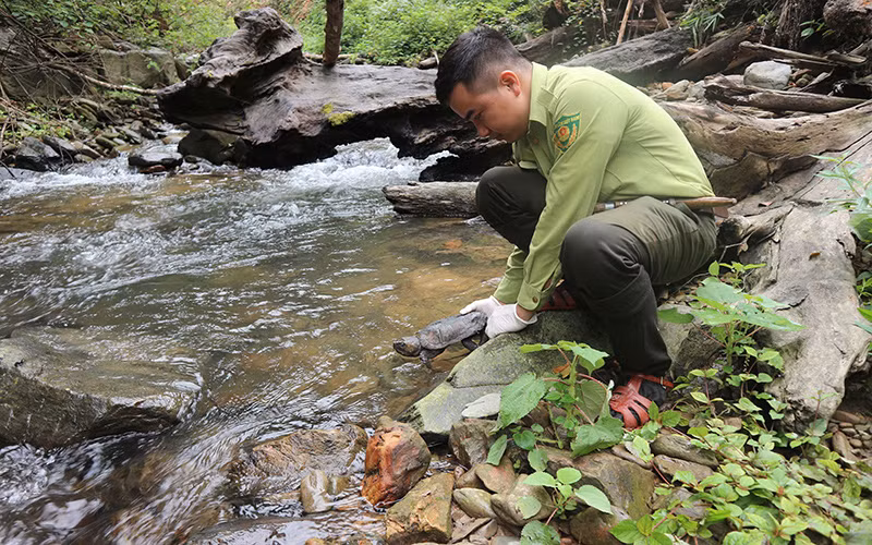  Cán bộ Vườn quốc gia Cúc Phương thả rùa đầu to về tự nhiên.Ảnh: ATP