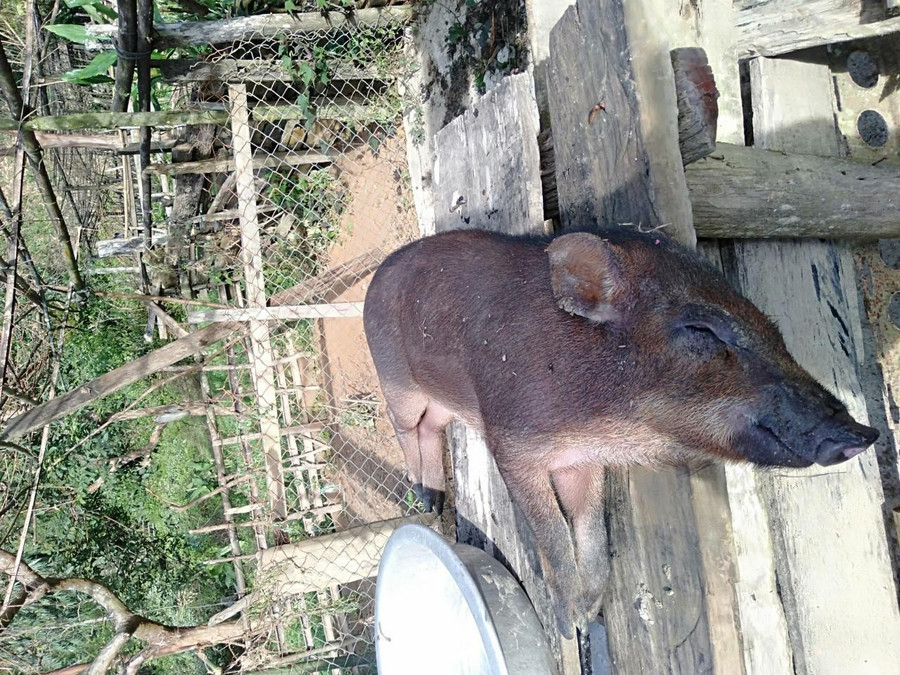 Chỉ sau vài tháng, heo dự án chết hàng loạt không rõ nguyên nhân. Ảnh: Thiên Ân