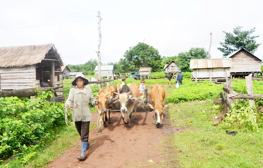 Từ làng Hek lên đỉnh núi Cheng Leng chỉ gần 5 cây số nhưng người dân phải mất 2 giờ đi bộ mới tới nơi. Ảnh: Minh Triều Chỉ gần 5 cây số nhưng mất đến 2 giờ đi bộ mới tới nơi nên những lúc cấp bách lắm bà con mới xuống núi. Ảnh Phương Linh
