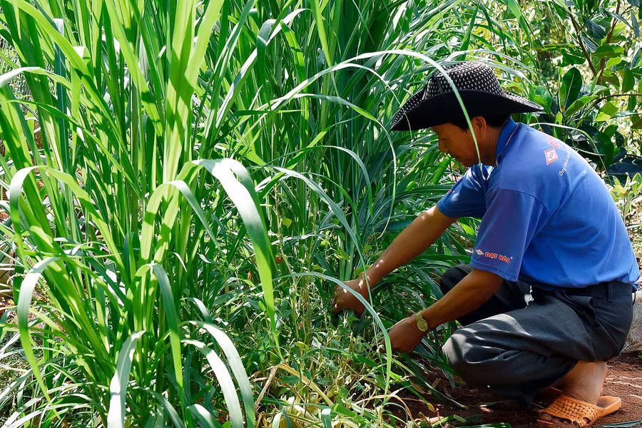 3.Người chăn nuôi đã tận dụng vườn tạp để trồng cỏ, chủ động nguồn thức ăn cho đàn gia súc.