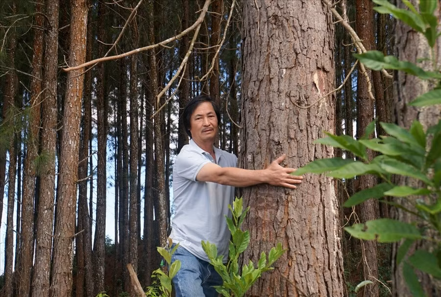 Nhiều cây thông do thầy Nam trồng có đường kính hơn 45cm. Ảnh: Phan Tuấn