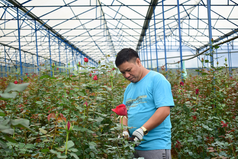 Hoa hồng tăng giá nhiều nhà vườn phấn khởi Hoa hồng tăng giá nhiều nhà vườn phấn khởi