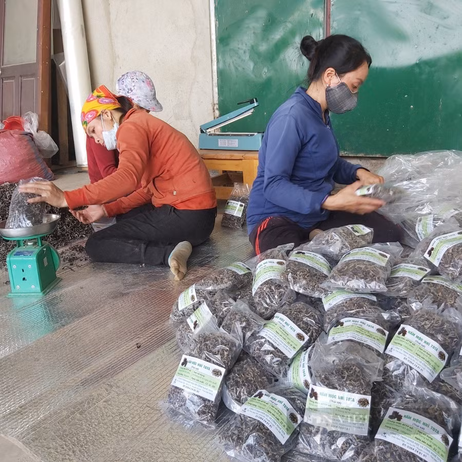 Mô hình kinh tế này đã tạo việc làm ổn định cho 10 lao động địa phương. Ảnh: N.G