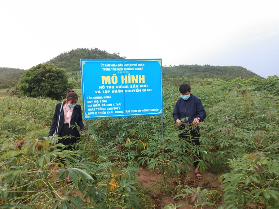 Giống mì KM94 kháng bệnh khảm lá, sinh trưởng, phát triển tốt. Ảnh: Hoa Mai Giống mỳ KM94 kháng bệnh khảm lá, sinh trưởng, phát triển tốt. Ảnh: Hoa Mai