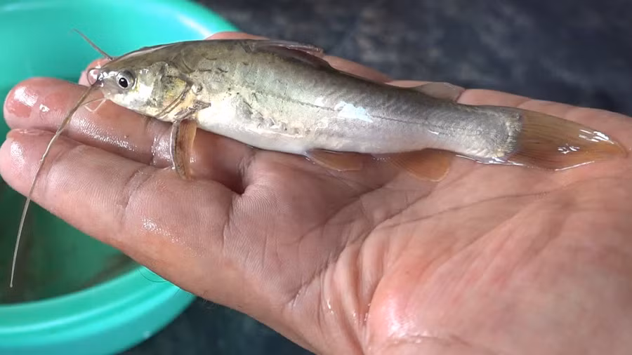  Cá chốt trâu có ưu điểm dễ nuôi, ít bệnh