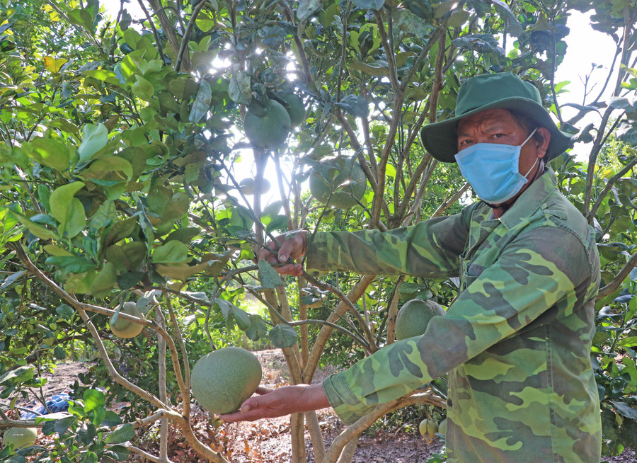 Ông Trần Văn Luyện (làng Sơ Rơn, xã Chư Krêy, huyện Kông Chro) trồng xen bưởi, cam, dừa và nuôi bò, nuôi nai lấy nhung trong vườn mắc ca cho thu nhập cao. Ảnh: Ngọc Minh