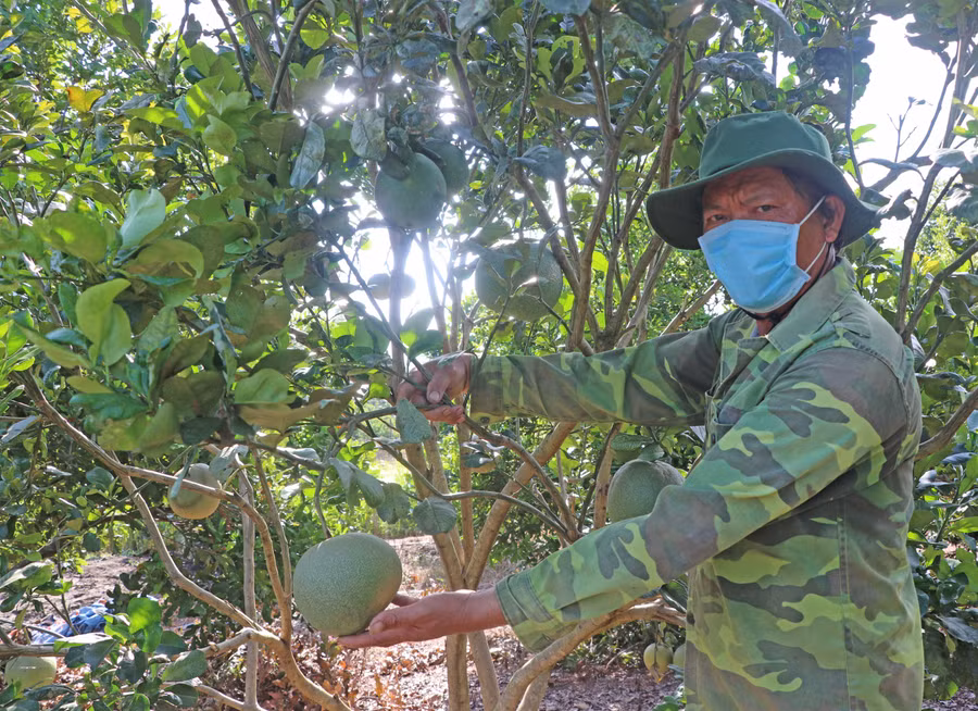 Ông Trần Văn Luyện (làng Sơ Rơn, xã Chư Krêy, huyện Kông Chro) trồng xen bưởi, cam, dừa và nuôi bò, nuôi nai lấy nhung trong vườn mắc ca cho thu nhập cao. Ảnh: Ngọc Minh