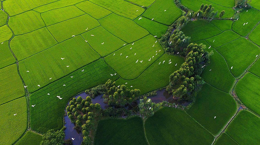 Một làng quê bình yên ở Bình Định. Ảnh: Nguyễn Dũng