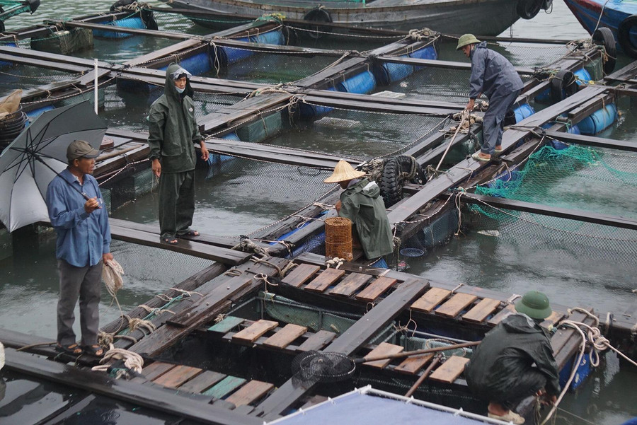 Người dân gia cố tàu thuyền, lồng bè nuôi cá trước khi lên bờ tránh, trú bão. Ảnh: LÊ TÂN Người dân gia cố tàu thuyền, lồng bè nuôi cá trước khi lên bờ tránh, trú bão. Ảnh: LÊ TÂN