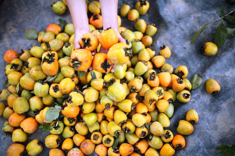 Vùng Dran là nơi tập trung diện tích cây hồng nhiều nhất của huyện Đơn Dương, gồm các loại hồng vuông tám hải, vuông đồng, hồng trứng…