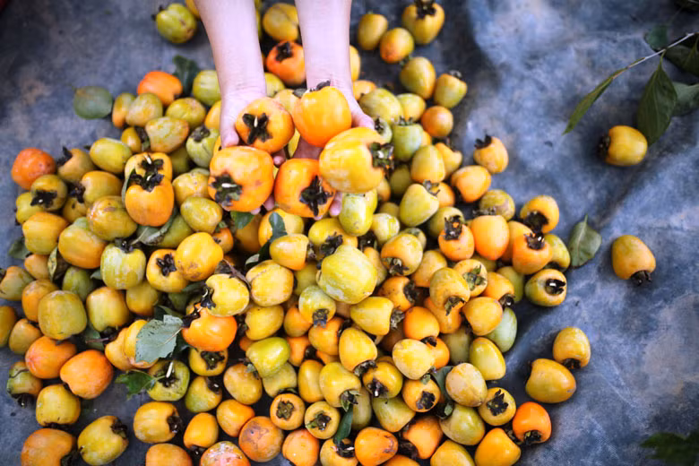 Vùng Dran là nơi tập trung diện tích cây hồng nhiều nhất của huyện Đơn Dương, gồm các loại hồng vuông tám hải, vuông đồng, hồng trứng…