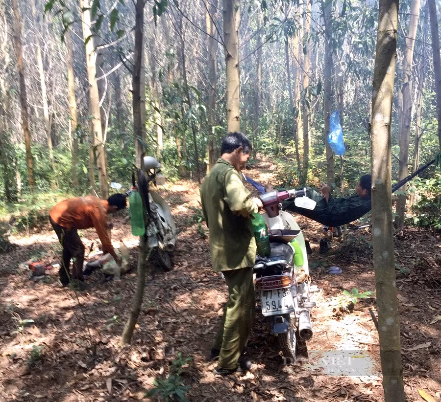 Công việc trồng và bảo vệ rừng khá vất vả, mang đến thu nhập cho những lao động địa phương. Ảnh: TB.